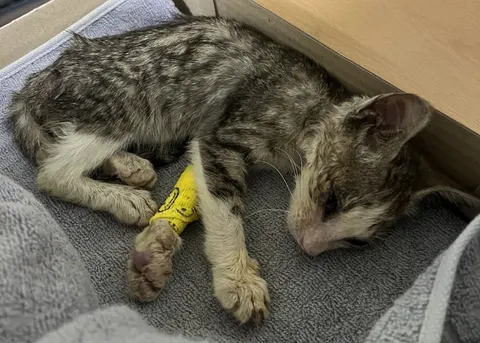 한국 고양이 · 00387, 가족을 기다리는 고양이