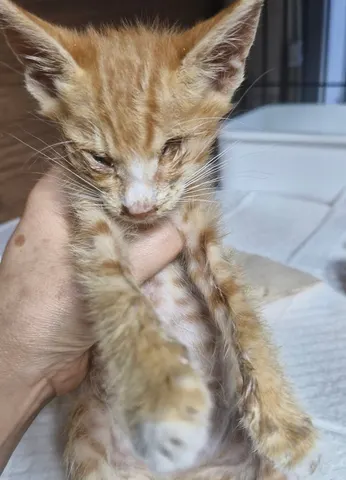 한국 고양이 · 00303, 가족을 기다리는 고양이