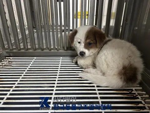 믹스견 · 00124, 가족을 기다리는 강아지