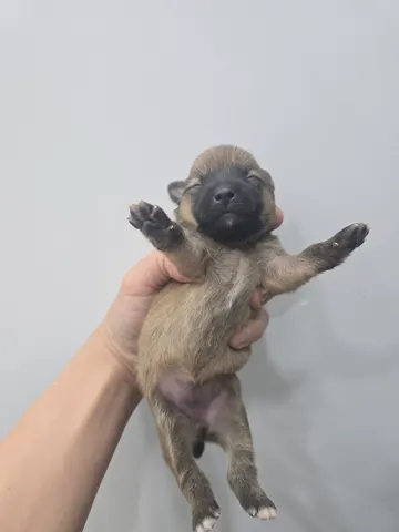 믹스견 · 00379, 가족을 기다리는 강아지