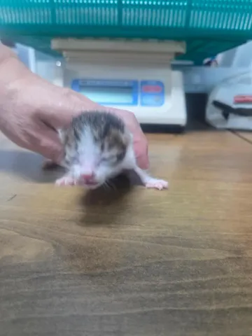 한국 고양이 · 00337, 가족을 기다리는 고양이