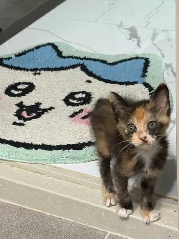 한국 고양이 · 00269, 가족을 기다리는 고양이