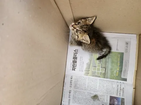 한국 고양이 · 00091, 가족을 기다리는 고양이