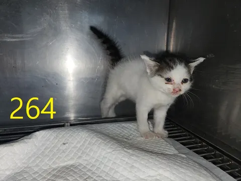 한국 고양이 · 00268, 가족을 기다리는 고양이