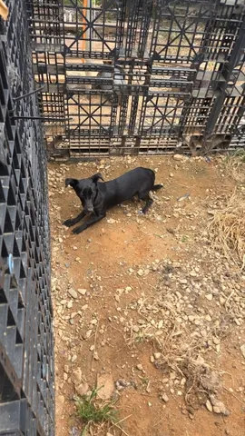 믹스견 · 01084, 가족을 기다리는 강아지