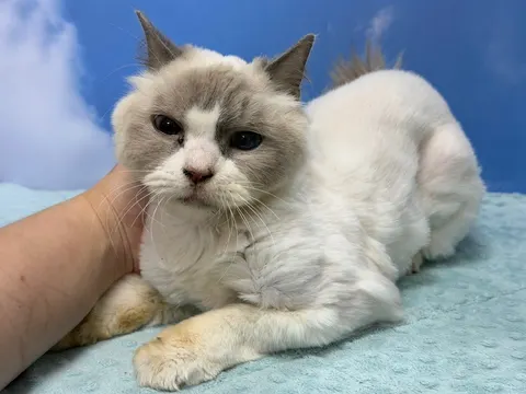 레그돌 · 00041, 가족을 기다리는 고양이