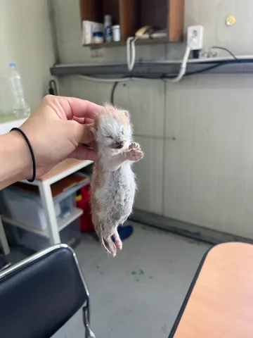 한국 고양이 · 00305, 가족을 기다리는 고양이