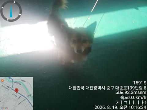 믹스견 · 00132, 가족을 기다리는 강아지