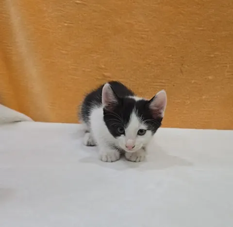 믹스묘 · 00777, 가족을 기다리는 고양이