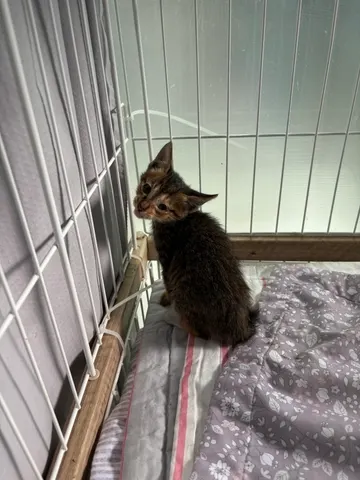 한국 고양이 · 01203, 가족을 기다리는 고양이