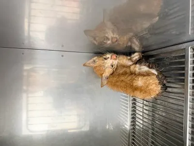 믹스묘 · 00235, 가족을 기다리는 고양이
