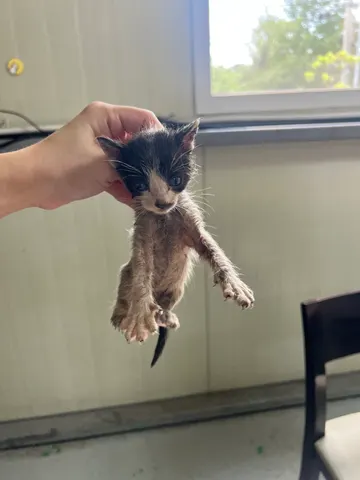 한국 고양이 · 00111, 가족을 기다리는 고양이
