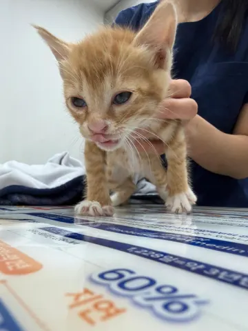 한국 고양이 · 00364, 가족을 기다리는 고양이