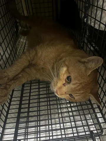 한국 고양이 · 00126, 가족을 기다리는 고양이