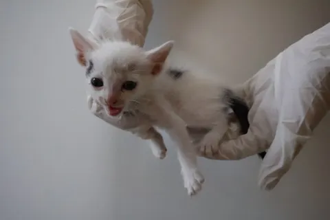 한국 고양이 · 01995, 가족을 기다리는 고양이