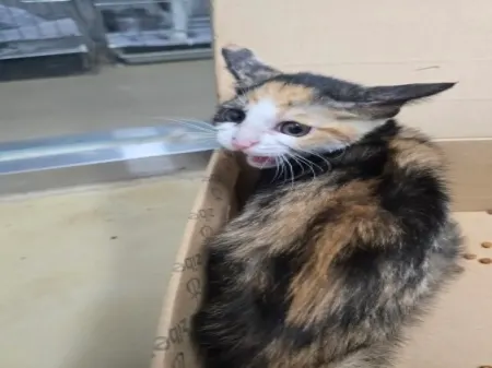 한국 고양이 · 00381, 가족을 기다리는 고양이