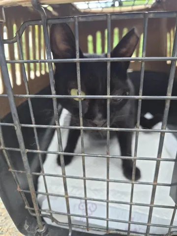 한국 고양이 · 00436, 가족을 기다리는 고양이
