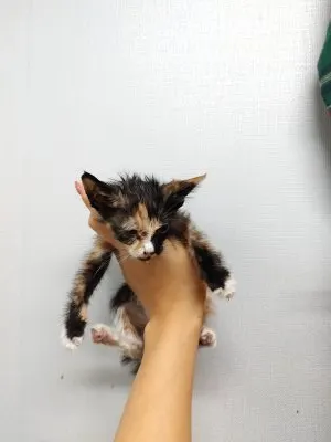 믹스묘 · 00188, 가족을 기다리는 고양이
