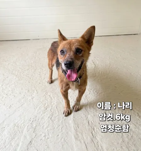 믹스견 · 00282, 가족을 기다리는 강아지
