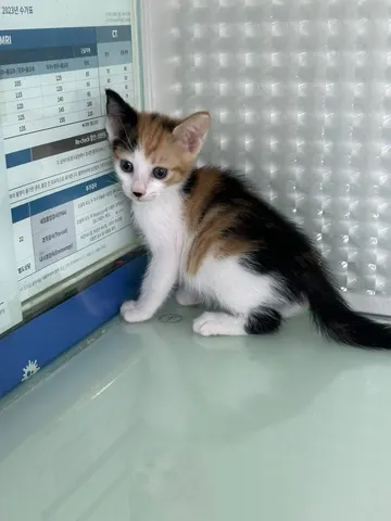 한국 고양이 · 00108, 가족을 기다리는 고양이