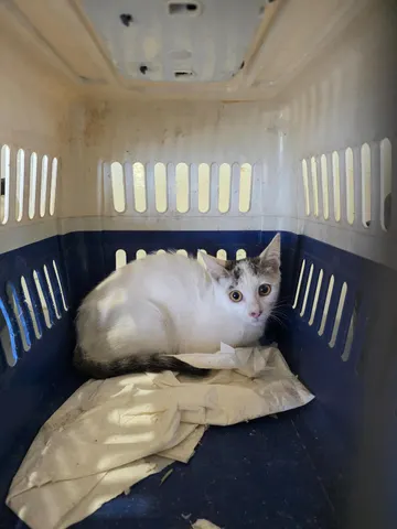 한국 고양이 · 00217, 가족을 기다리는 고양이