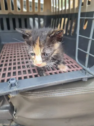 믹스묘 · 00677, 가족을 기다리는 고양이