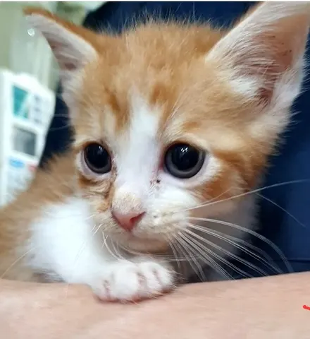 한국 고양이 · 00126, 가족을 기다리는 고양이
