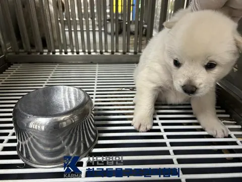믹스견 · 00628, 가족을 기다리는 강아지