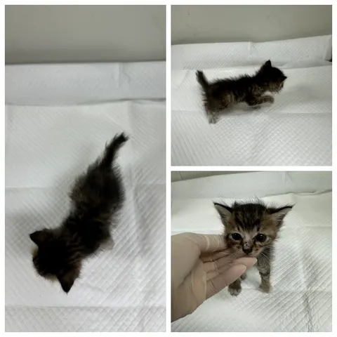 한국 고양이 · 00590, 가족을 기다리는 고양이