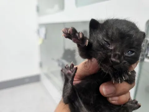 믹스묘 · 00258, 가족을 기다리는 고양이