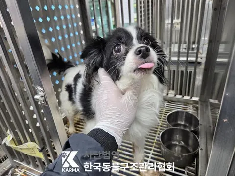 빠삐용(콘티넨탈 토이 스파니엘) · 00107, 가족을 기다리는 강아지