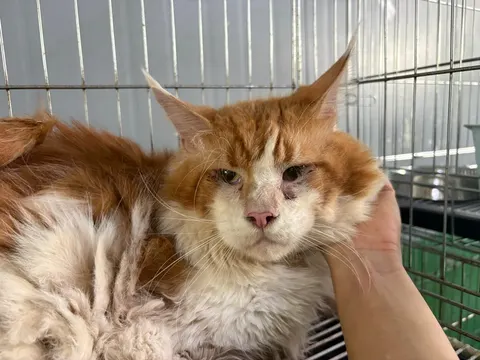 믹스묘 · 00614, 가족을 기다리는 고양이