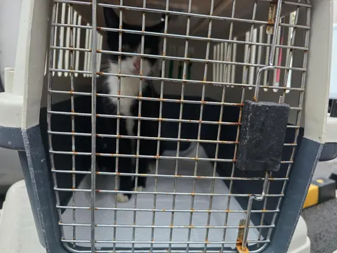 한국 고양이 · 00133, 가족을 기다리는 고양이