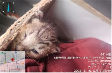 한국 고양이 · 00101, 가족을 기다리는 고양이