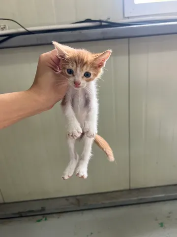 한국 고양이 · 00308, 가족을 기다리는 고양이