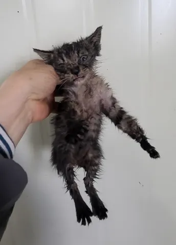 한국 고양이 · 00180, 가족을 기다리는 고양이