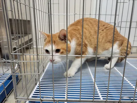 한국 고양이 · 00540, 가족을 기다리는 고양이