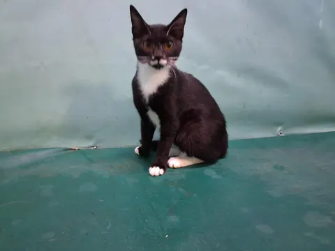 한국 고양이 · 00402, 가족을 기다리는 고양이