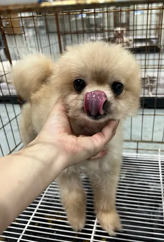 포메라니안 · 00330, 가족을 기다리는 강아지