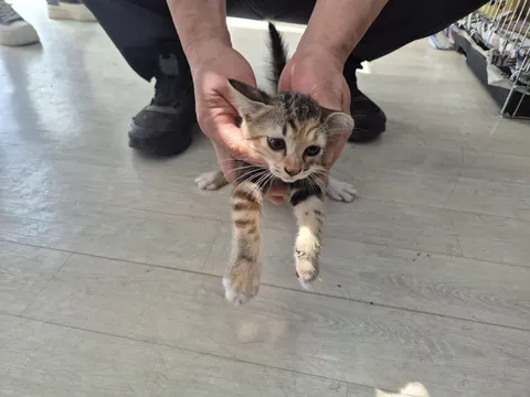 믹스묘 · 00511, 가족을 기다리는 고양이