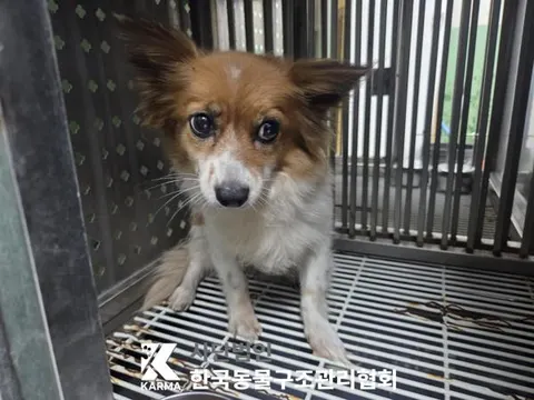 믹스견 · 00117, 가족을 기다리는 강아지
