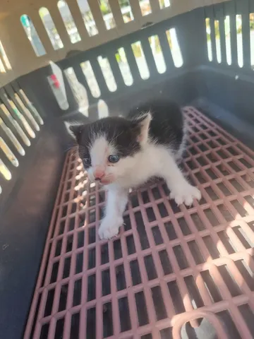 믹스묘 · 00684, 가족을 기다리는 고양이