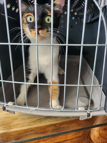 한국 고양이 · 00085, 가족을 기다리는 고양이