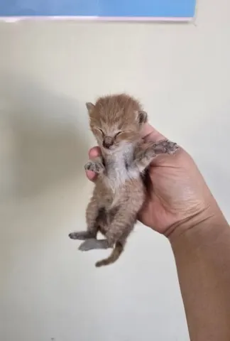 한국 고양이 · 00103, 가족을 기다리는 고양이
