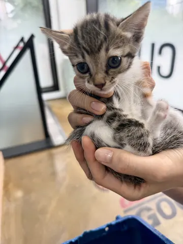 한국 고양이 · 00156, 가족을 기다리는 고양이