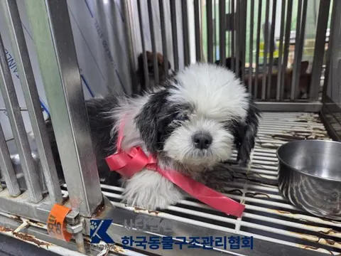 시츄 · 00130, 가족을 기다리는 강아지