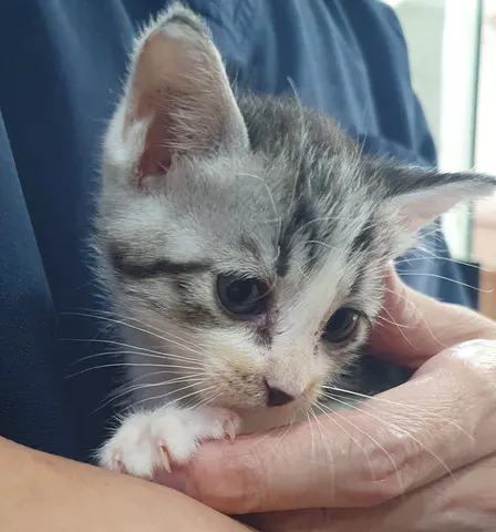한국 고양이 · 00127, 가족을 기다리는 고양이