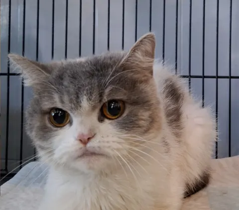믹스묘 · 00754, 가족을 기다리는 고양이