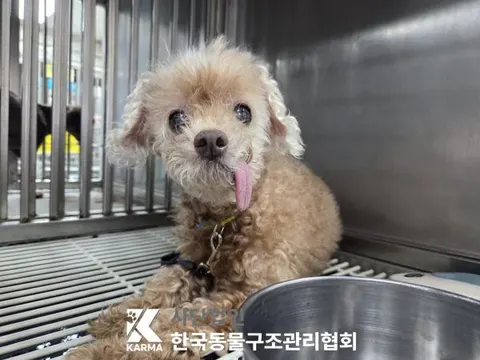 푸들 · 00373, 가족을 기다리는 강아지