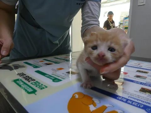한국 고양이 · 00382, 가족을 기다리는 고양이
